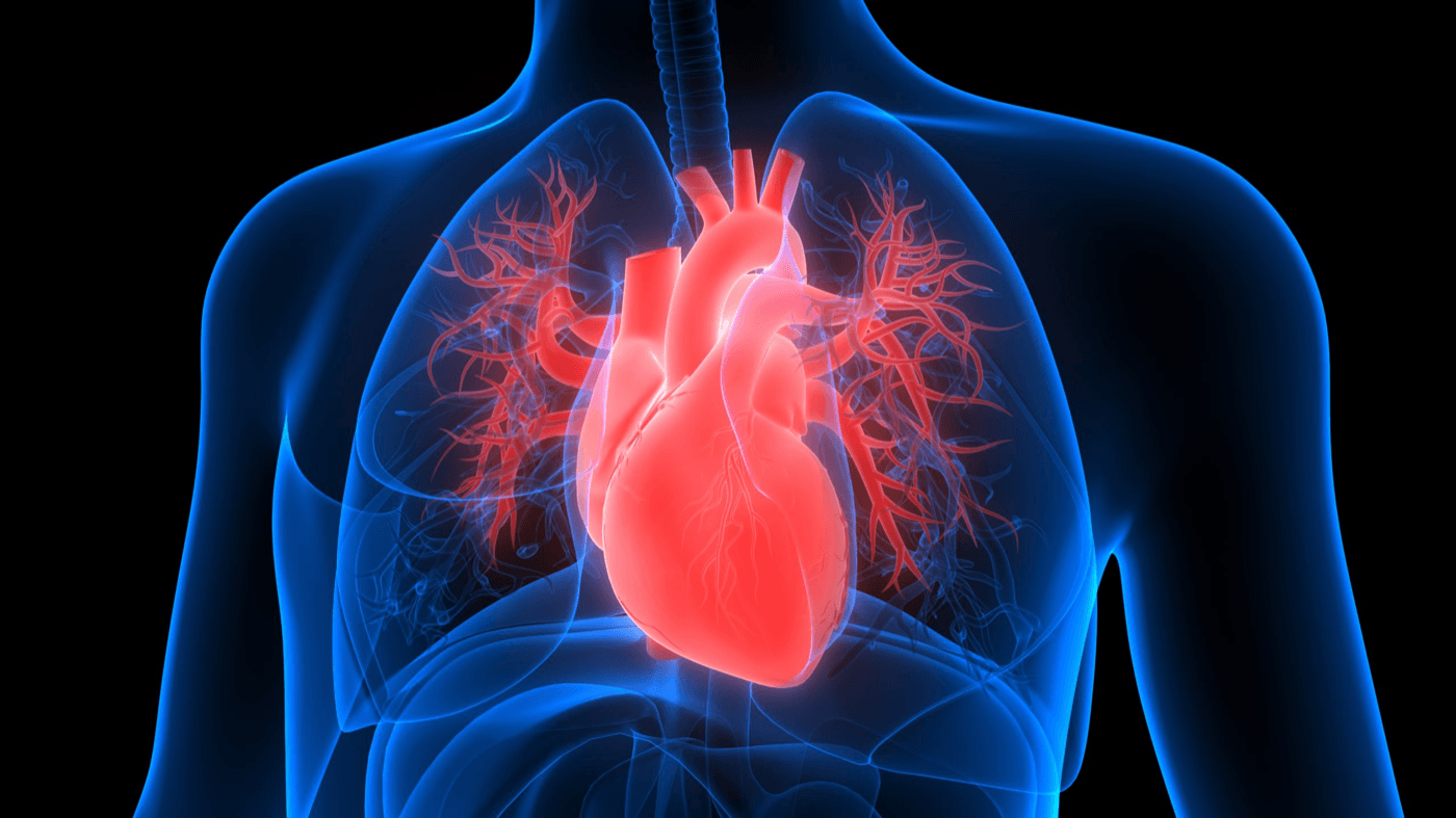 Medical illustration of a human heart and cardiovascular system